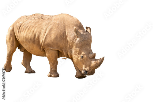 Portrait of a rhinoceros on a transparent background