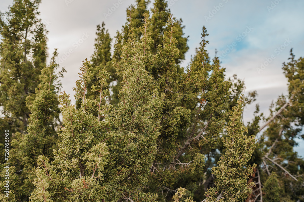Fototapeta premium Juniperus californica, the California juniper, is a species of juniper native to southwestern North America. Joshua Tree National Park，Riverside County，California