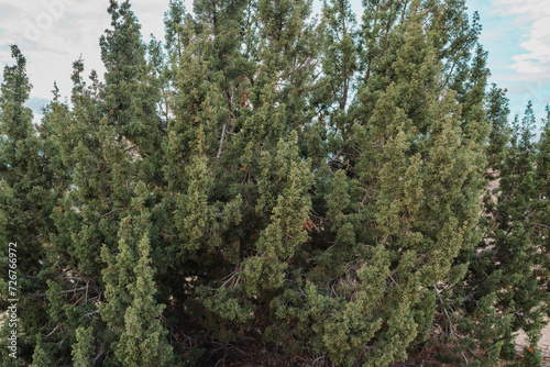 Juniperus californica, the California juniper, is a species of juniper native to southwestern North America.  Joshua Tree National Park，Riverside County，California © youli zhao