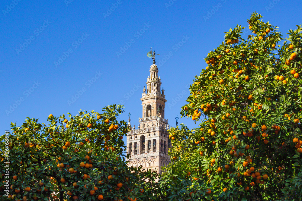 Fototapeta premium View of Giralda through the branches of orange trees, Sevilla, Spain