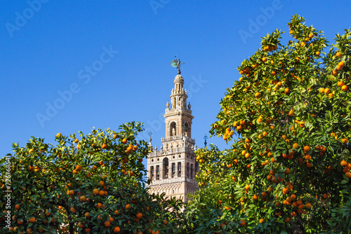 View of Giralda through the branches of orange trees, Sevilla, Spain photo