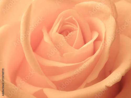 Open rose flower petals in the color of the year 2024 peach fuzz. Beautiful flowers in soft focus demonstrating trendy color. Minimal nature abstract backdrop.