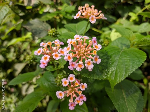 lantana camara flower in tropical nature borneo