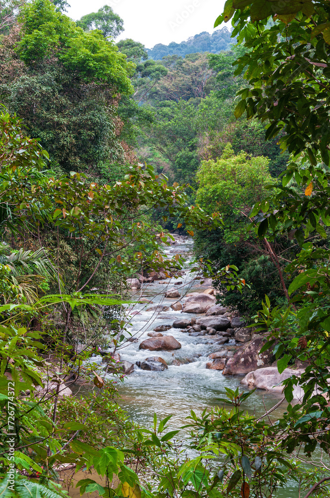Cascading waterfall and landscape with a mountain stream in the rainforest. Serene natural scenery with lush greenery, flowing water, and a tranquil atmosphere. Cascading waterfall and landscape with a mountain stream in the rainforest. Serene natural scenery with lush greenery, flowing water, and a tranquil atmosphere.