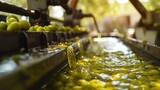 Olive oil production process