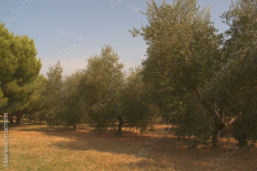 Olive Trees Novigrad Croatia October