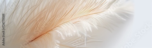 single bird feather isolated on a white background