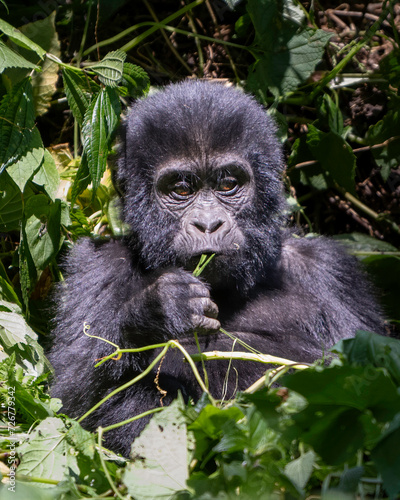 Mountain Gorilla  Gorilla beringei   Bwindi Impenetrable Forest  Uganda  Africa 