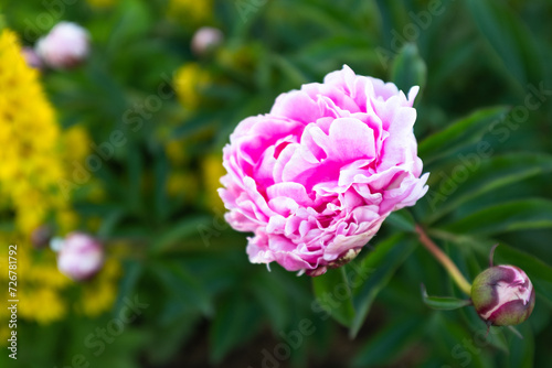 Top view blooming pink peony on blurred green background in the garden for poster, calendar, post, screensaver, wallpaper, postcard, banner, cover, website. High quality photo