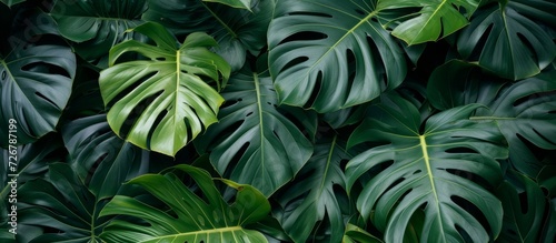 Many lush Monstera leaves create a stunning natural backdrop for design purposes.