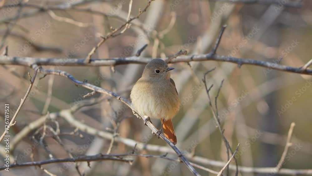 durian redstart in a forest durian redstart in a forest