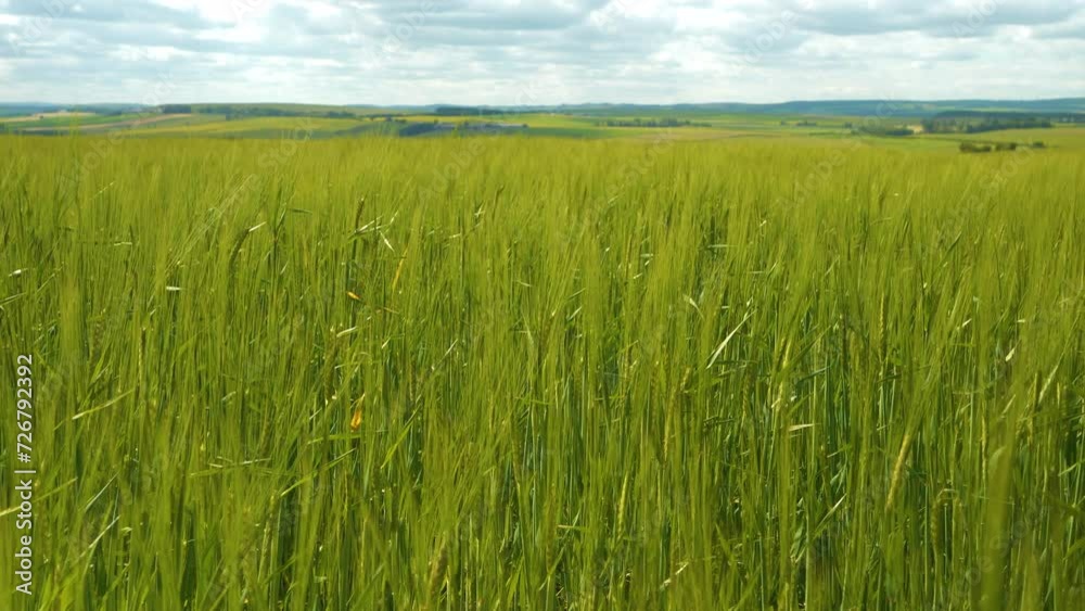 CLOSE UP: Green wheat plants rustling in the gentle wind on a sunny summer day. Lush farmland with ripening crops in the beautiful Scottish countryside. Vast agricultural fields for food production. CLOSE UP: Green wheat plants rustling in the gentle wind on a sunny summer day. Lush farmland with ripening crops in the beautiful Scottish countryside. Vast agricultural fields for food production.