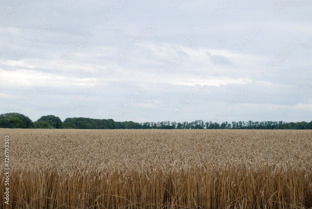 Wheat field with shoots. Under a gray cloudy sky there is a wide field sown with wheat. The grain has grown and turned yellow. The ears of corn have filled up and are ready to be harvested. Wheat field with shoots. Under a gray cloudy sky there is a wide field sown with wheat. The grain has grown and turned yellow. The ears of corn have filled up and are ready to be harvested.