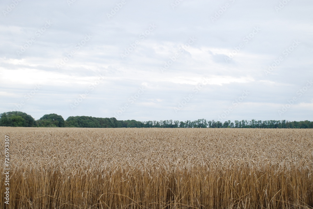 Wheat field with shoots. Under a gray cloudy sky there is a wide field sown with wheat. The grain has grown and turned yellow. The ears of corn have filled up and are ready to be harvested.