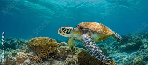 Abrolhos National Marine Park is home to Chelonia Mydas, commonly known as the Green Turtle. © AkuAku