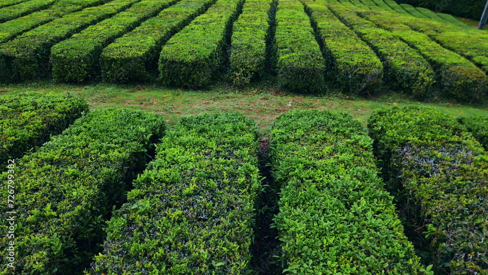 Harvesting rows texture environment closeup. Green tea plantation lines growing