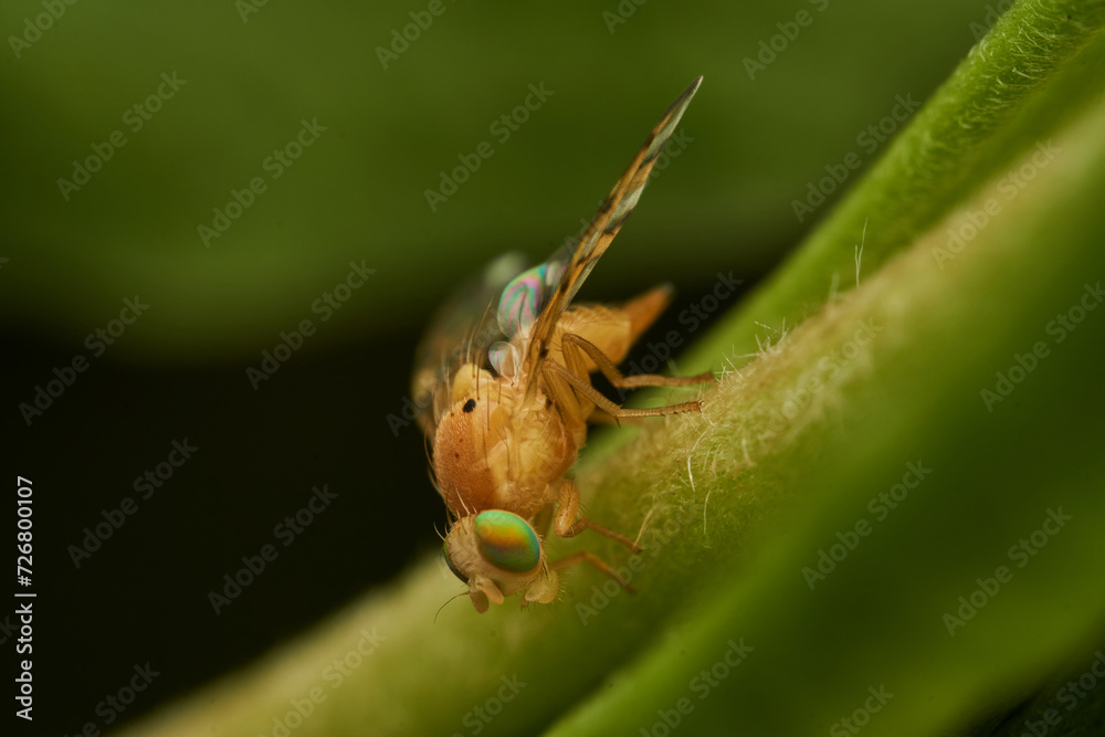 Naklejka premium Small yellow fly perched on a green leaf.
