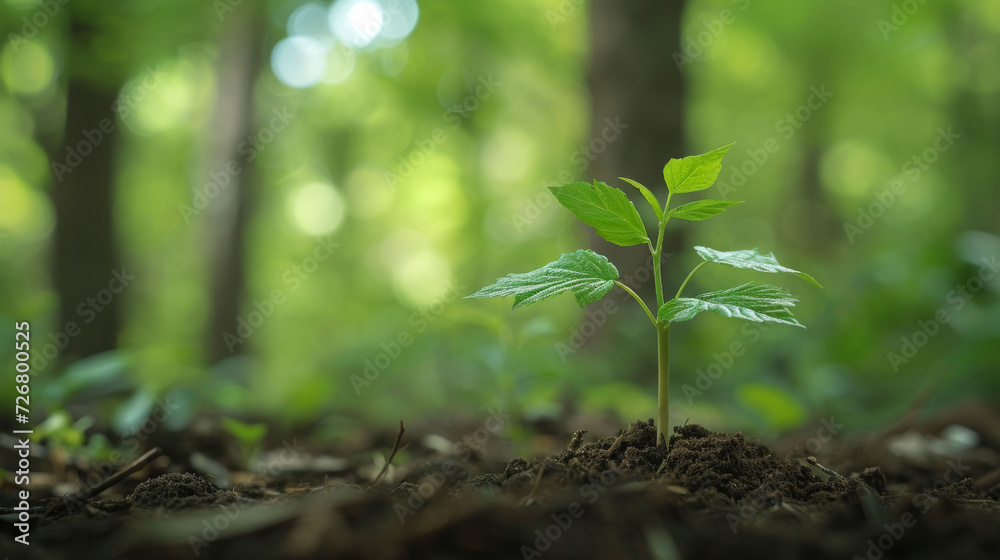 Young Plant Sprouting in Forest Soil Young Plant Sprouting in Forest Soil