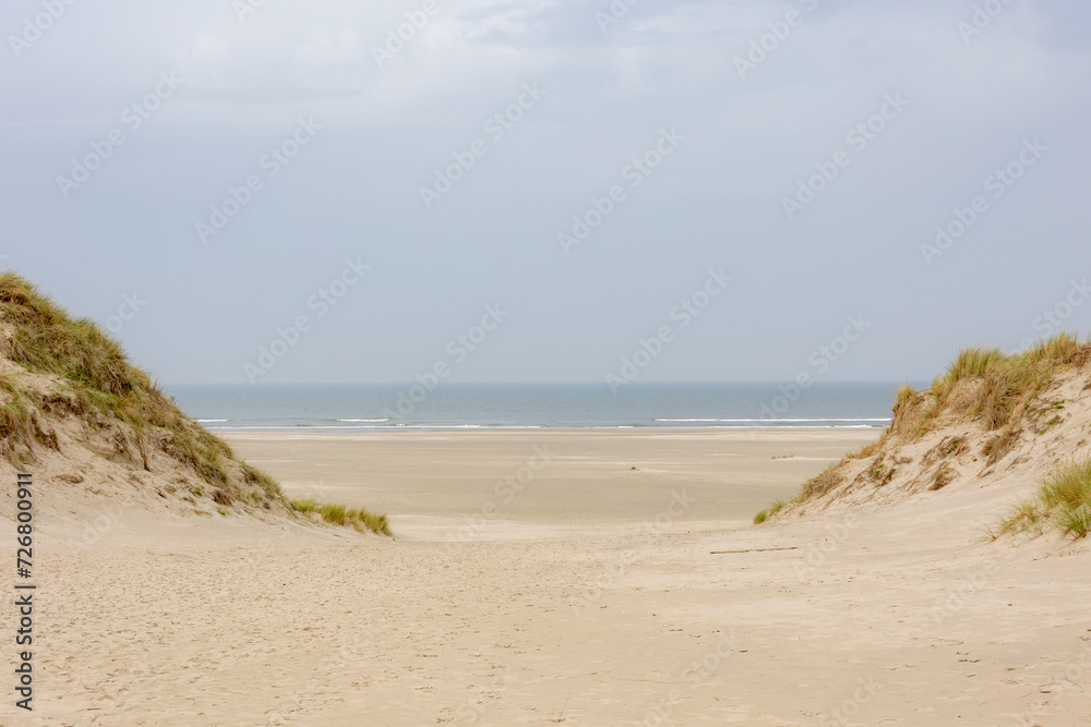 White sand beach at north sea coast, European marram grass (beach grass) on the dune, Ammophila arenaria is a species of grass in the family Poaceae, Dutch Wadden Sea island, Terschelling, Netherlands
