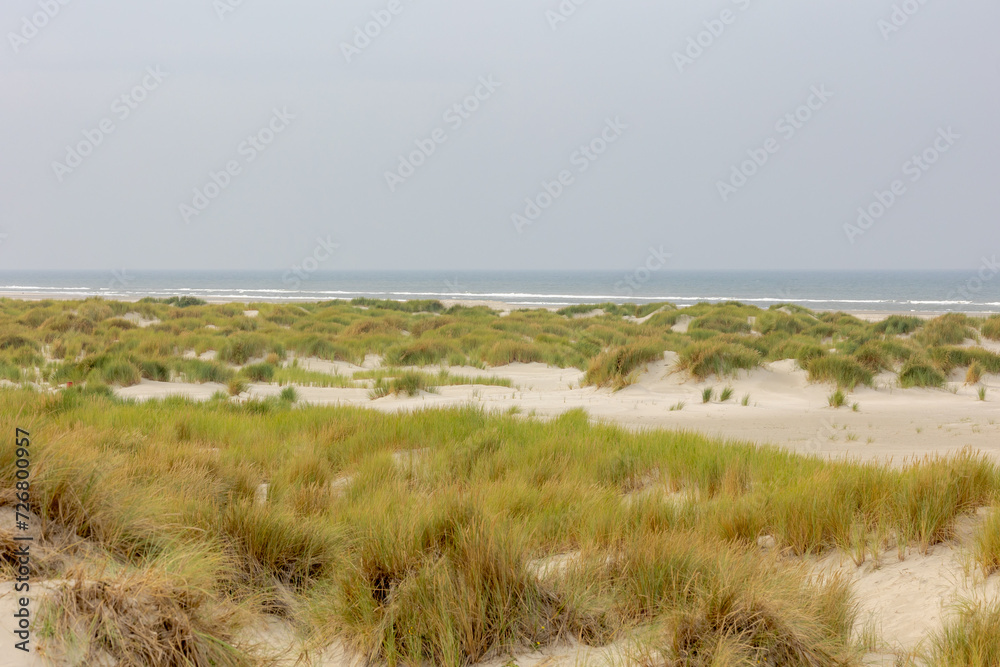 White sand beach at north sea coast, European marram grass (beach grass) on the dune, Ammophila arenaria is a species of grass in the family Poaceae, Dutch Wadden Sea island, Terschelling, Netherlands White sand beach at north sea coast, European marram grass (beach grass) on the dune, Ammophila arenaria is a species of grass in the family Poaceae, Dutch Wadden Sea island, Terschelling, Netherlands