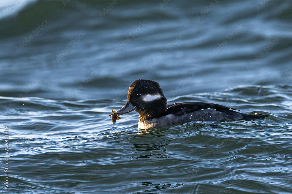 Female Bufflehead (Bucephala albeola) in the Puget Sound with Fresh Catch Female Bufflehead (Bucephala albeola) in the Puget Sound with Fresh Catch