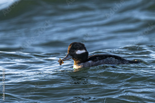 Female Bufflehead (Bucephala albeola) in the Puget Sound with Fresh Catch