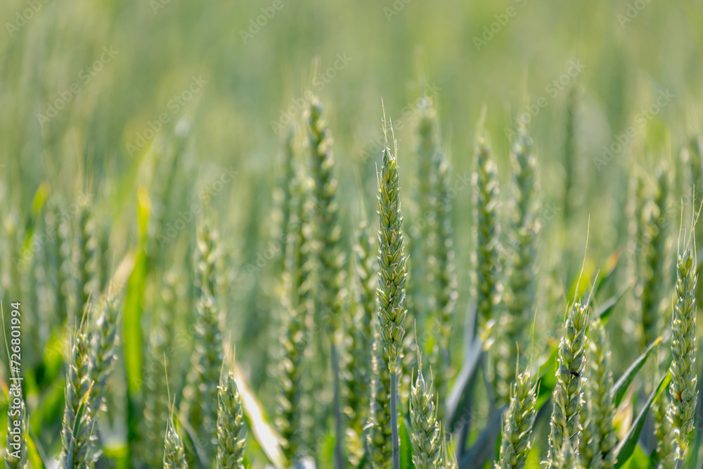 Selective focus of rye grain on the field, Texture of young ears of green wheat in the farmland in spring, Agriculture industry in countryside, Nature background. Selective focus of rye grain on the field, Texture of young ears of green wheat in the farmland in spring, Agriculture industry in countryside, Nature background.