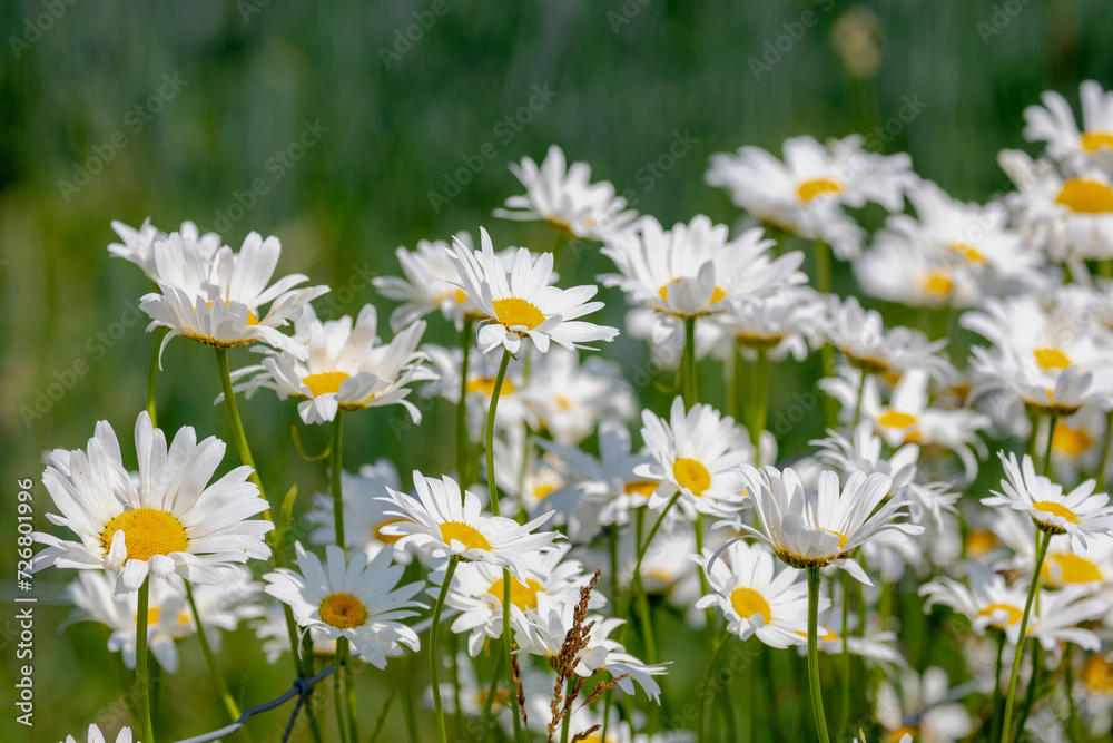 Selective focus of white flowers Leucanthemum maximum in the garden, Shasta daisy is a commonly grown flowering herbaceous perennial plant with the classic daisy appearance, Nature floral background.