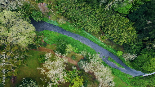 Top view grey path crossing forest. Landscape covered fresh vivid trees nature