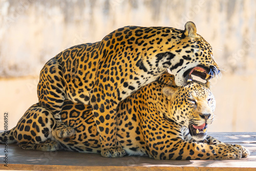 South American jaguar (Panthera onca). Tropical feline "onça pintada"