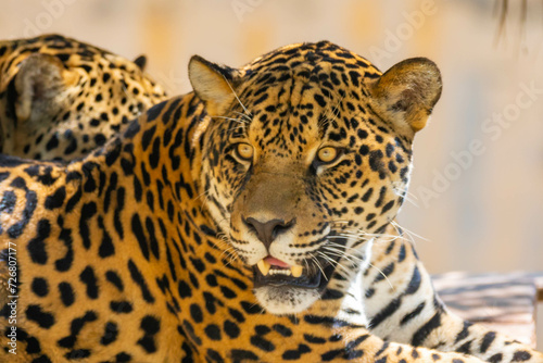 Fototapeta Naklejka Na Ścianę i Meble -  South American jaguar (Panthera onca). Tropical feline 