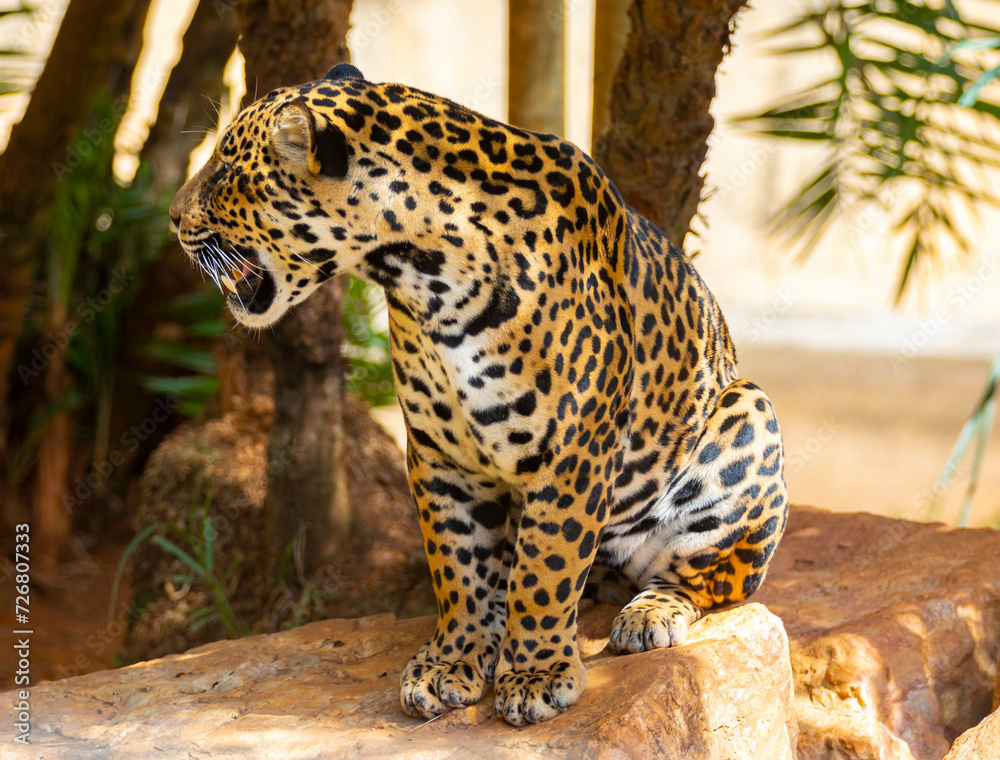 South American jaguar (Panthera onca). Tropical feline South American jaguar (Panthera onca). Tropical feline