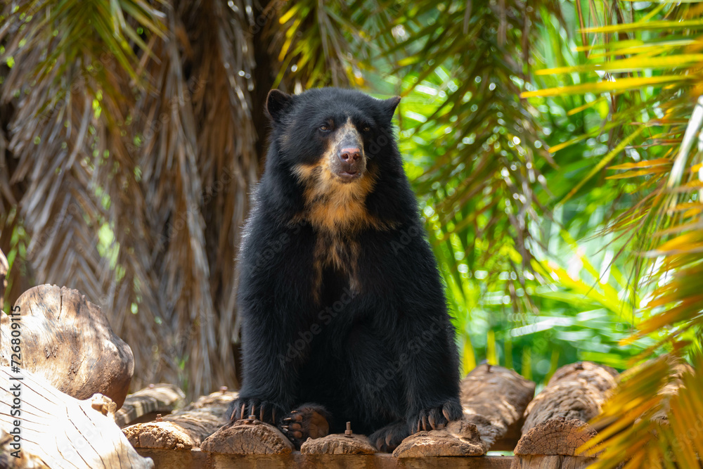 Spectacled bear (Tremarctos ornatus) in selective focus and depth blur. Spectacled bear (Tremarctos ornatus) in selective focus and depth blur.
