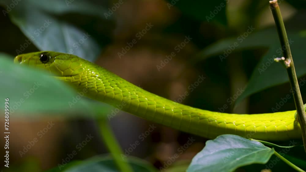 A green mamba crawling along trees with the tongue coming out A green mamba crawling along trees with the tongue coming out