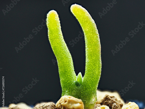 Tokyo, Japan - February 3, 2024: monilaria pisiformis or rabbit ear plant photo