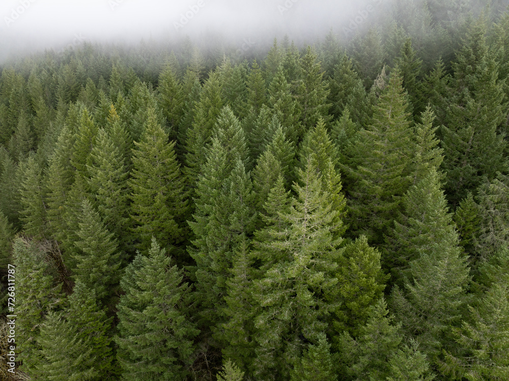Low clouds drift across a thick forest of Douglas fir trees in Molalla River Valley, Oregon. Oregon, and the Pacific Northwest in general, is known for its vast forest resources.