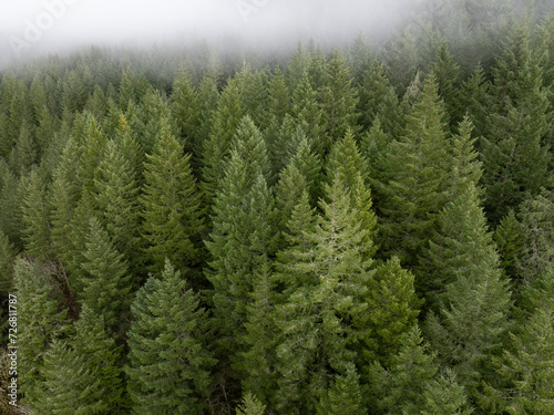 Low clouds drift across a thick forest of Douglas fir trees in Molalla River Valley, Oregon. Oregon, and the Pacific Northwest in general, is known for its vast forest resources.
