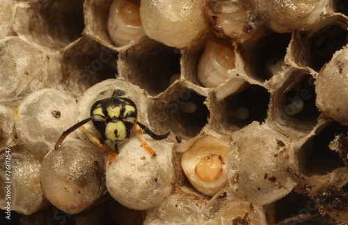 Four life stages of aerial yellowjacket (Dolichovespula arenaria) wasp inside of the nest:  adult emerging from cell, pupae, larvae and eggs. 
 photo