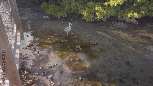 View down on Great Blue Heron wadding in clear shallow water by green mangroves and wood boardwalk on a sunny day. Reflections in the water of sky and clouds. In Gulfport, Florida.