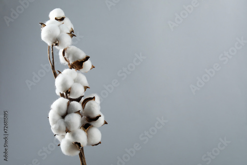 Beautiful cotton branch with fluffy flowers on light grey background, space for text