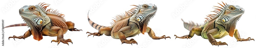 Collection of PNG. Iguana isolated on a transparent background. Collection of PNG. Iguana isolated on a transparent background.