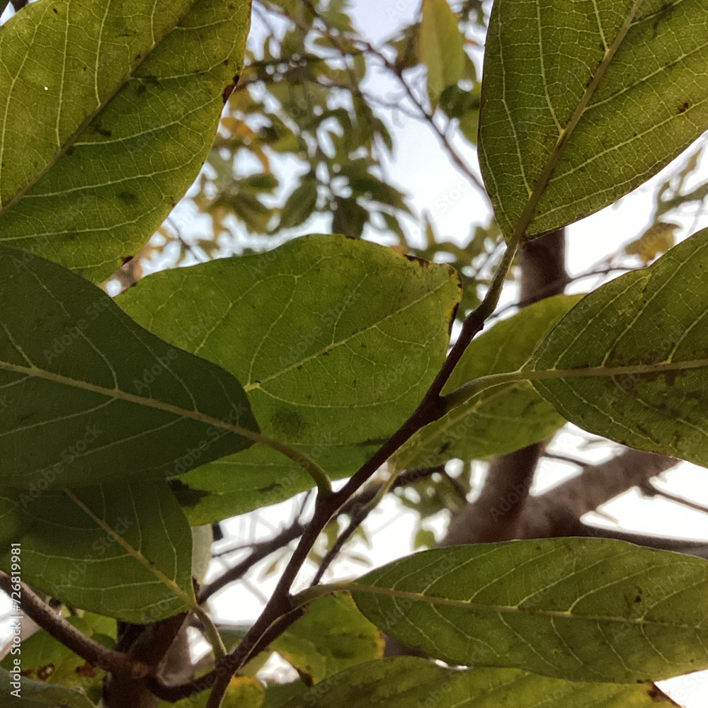 green leaves of a tree