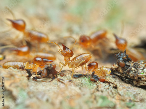 Termites colony build broken nest © abdul