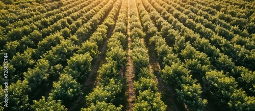 Aerial perspective of expansive apple orchard in summer, capturing harvesting.