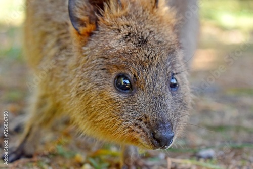 Quokka wallaby