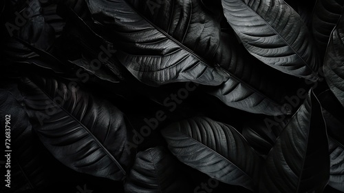 Black leaf background