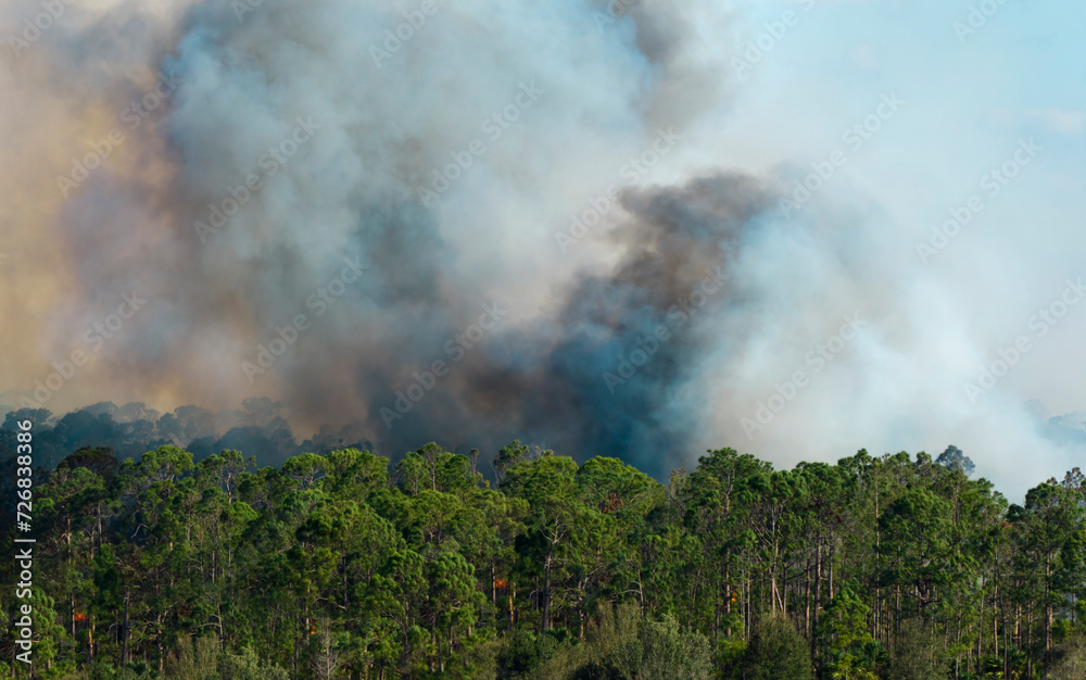 Εκτύπωση καμβά Aerial view of large wildfire burning severely in Florida jungle woods
