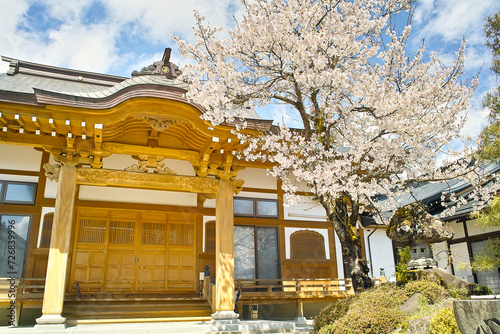 春の寺院と桜（山形県） photo
