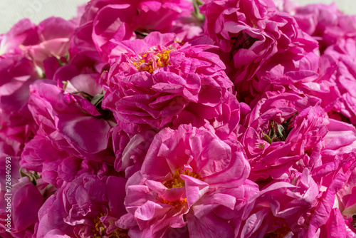 Bulgarian Rose Harvest, close-up. Bulgarian rose. Damask rose. Rosa damascena