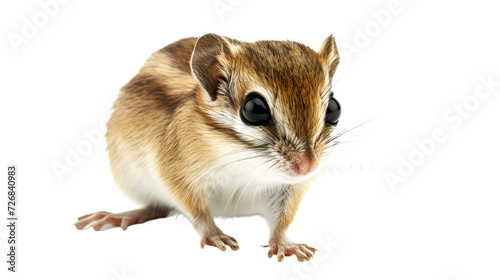 Close Up of a Small Animal on a White Background